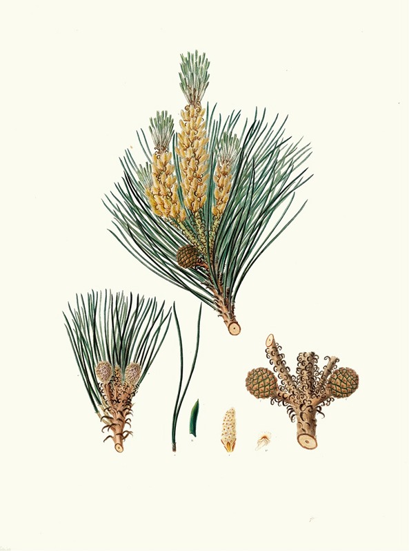 Aylmer Bourke Lambert - Pinus pinea = The stone pine