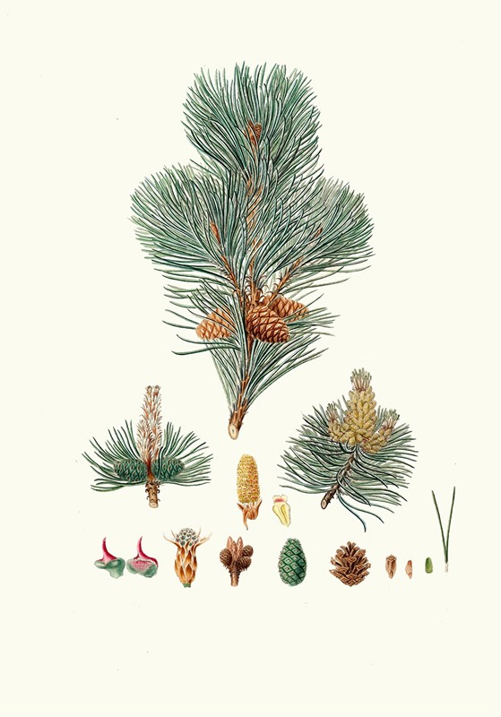 Aylmer Bourke Lambert - Pinus pumilio = The mugho, or Mountain pine.