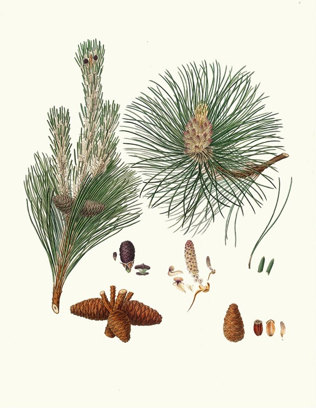 Aylmer Bourke Lambert - Pinus resinosa = Pitch pine