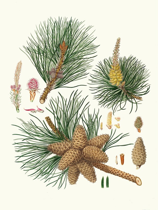 Aylmer Bourke Lambert - Pinus rigida = Three-leaved Virginian pine.
