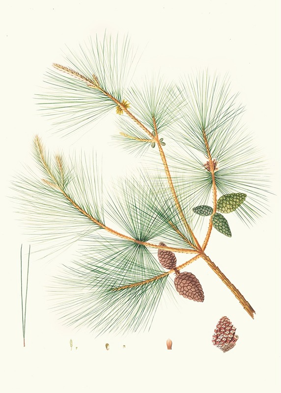 Aylmer Bourke Lambert - Pinus sinensis = Chinese pine.