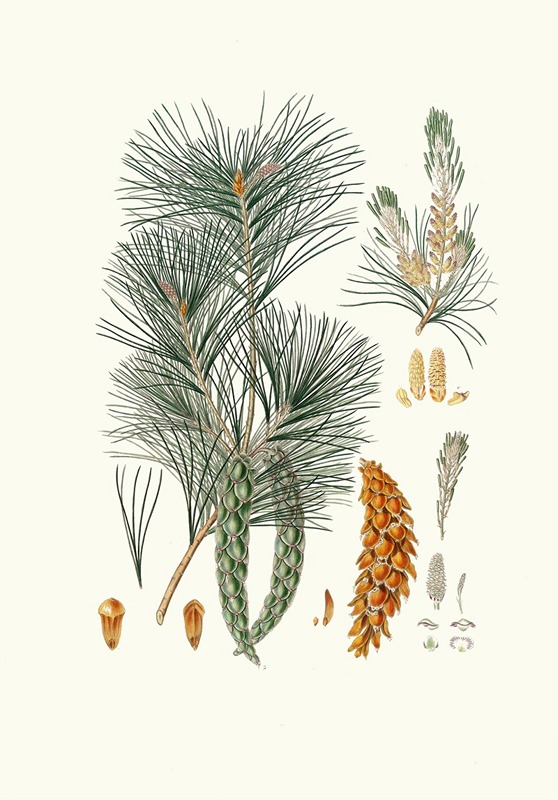 Aylmer Bourke Lambert - Pinus strobus = Weymouth pine