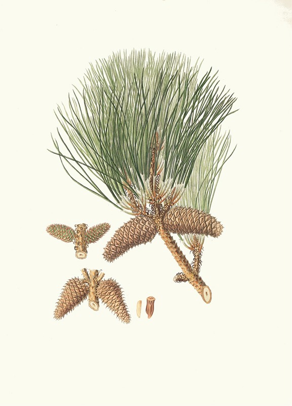 Aylmer Bourke Lambert - Pinus tæda = Frankincense pine