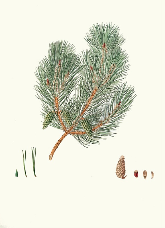 Aylmer Bourke Lambert - Pinus variablilis = Variable-leaved bastard pine