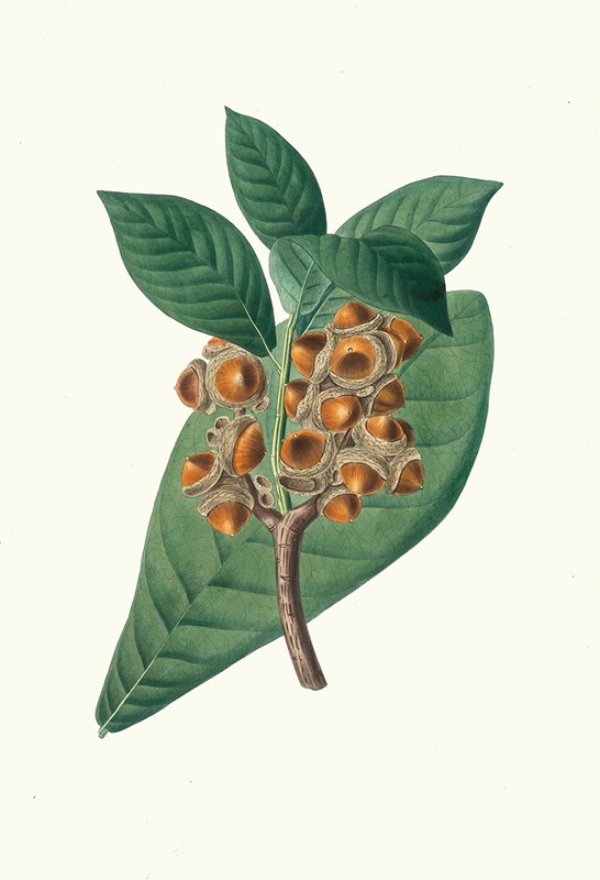 Aylmer Bourke Lambert - Quercus grandifolia = Magnolia-leaved oak.