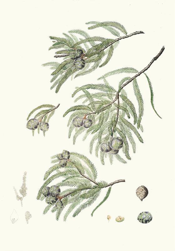 Aylmer Bourke Lambert - Taxodium distichum = Deciduous cypress.