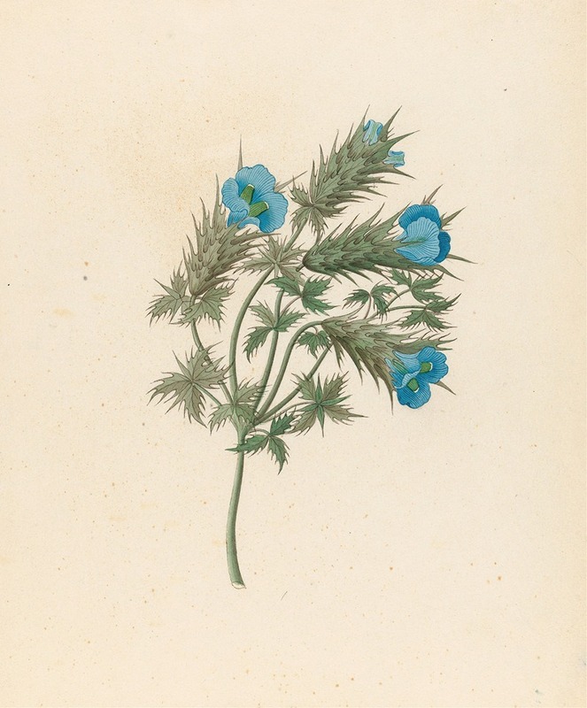 Clemenz Heinrich Wehdemann - Acanthus carduifolia [Blepharis sinuata]
