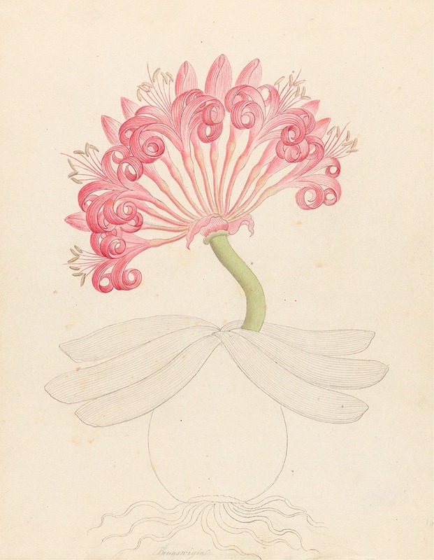 Clemenz Heinrich Wehdemann - Brunswigia [Ammocharis coranica]