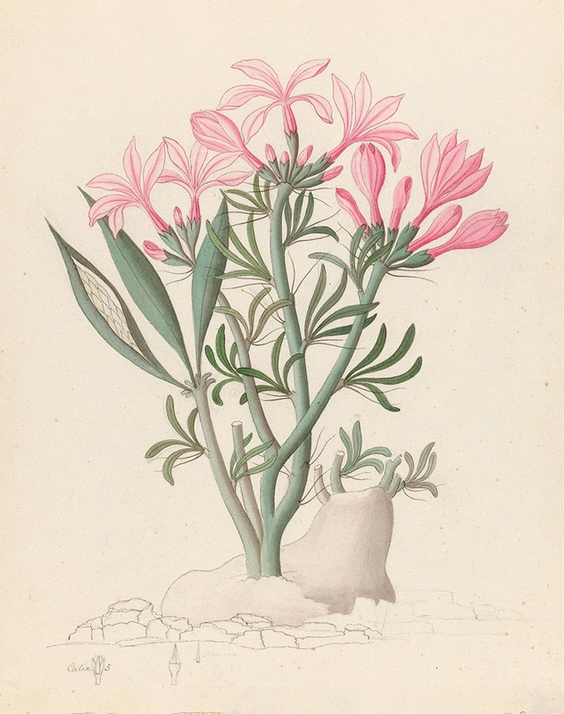 Clemenz Heinrich Wehdemann - Ceropegia or Echites [Pachypodium succulentum]