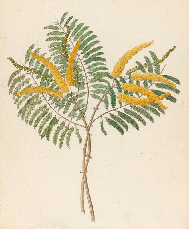 Clemenz Heinrich Wehdemann - Mimosa [Acacia caffra]