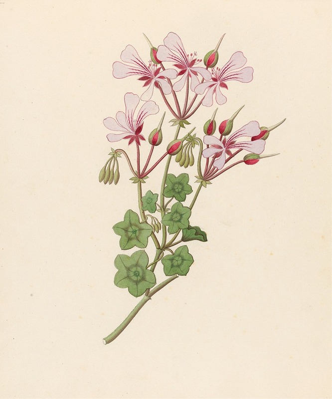 Clemenz Heinrich Wehdemann - Pelargonium peltatum