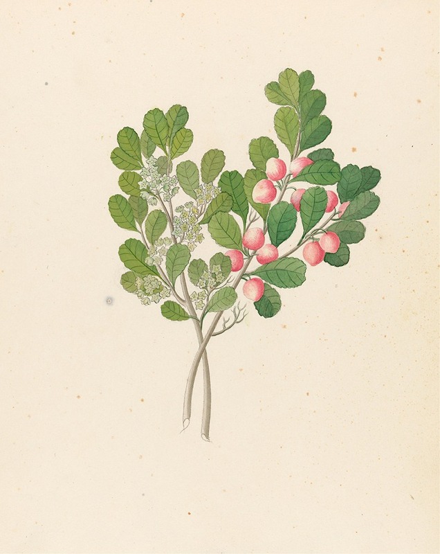 Clemenz Heinrich Wehdemann - Rhamnus [Cassine aethiopica (=Mystroxylon aethiopicum)]