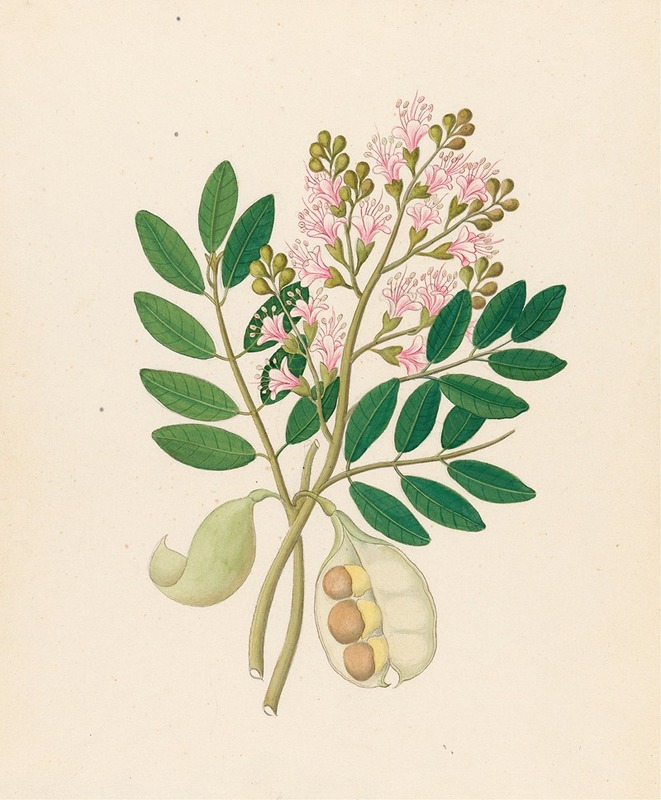 Clemenz Heinrich Wehdemann - Schotia Nov. Sp. [Schotia latifolia]