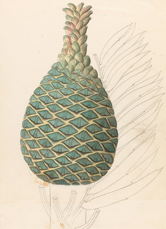 Clemenz Heinrich Wehdemann - Zamia caffra [Encephalartos altensteinii female cone]