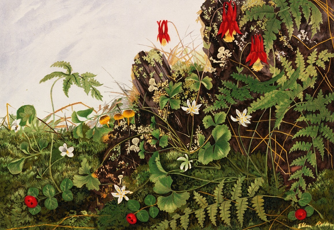 Ellen Robbins - Wild Flowers No. 1