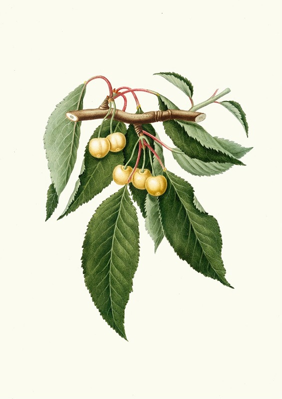 Giorgio Gallesio - Cilegia gialla Duracina. [Cerasus Duracina ; Cherry]