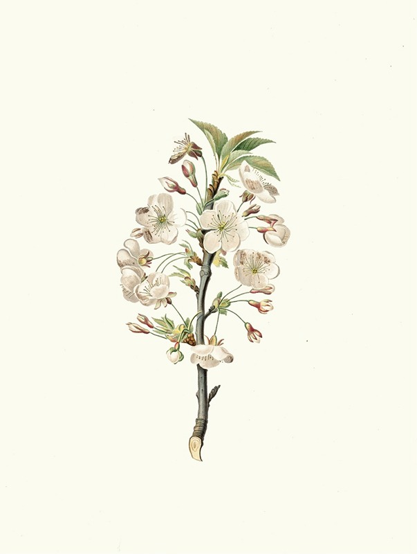 Giorgio Gallesio - Fiore di Giliegio Visciolo. [Pear tree flowers]