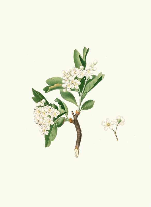 Giorgio Gallesio - Fiore di Lazzerolo. [Hawthorn flower]