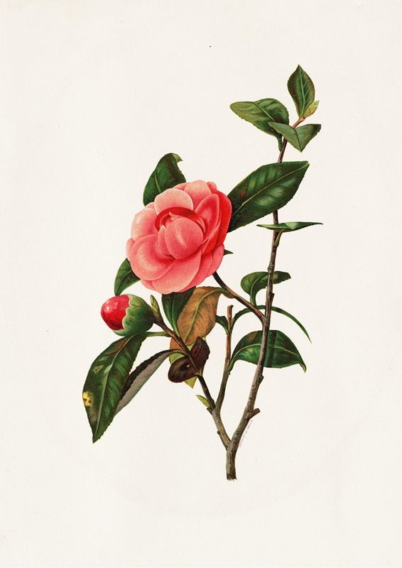 Louis Prang - Camellia