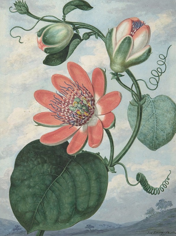Sydenham Edwards - Passion Flower