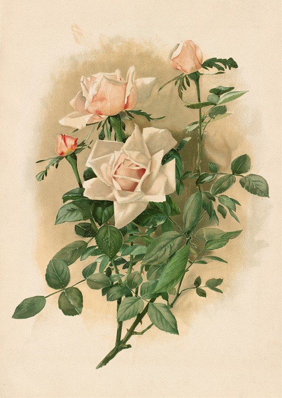 Thaddeus Welch - Duchesse de Vallombrosa Roses