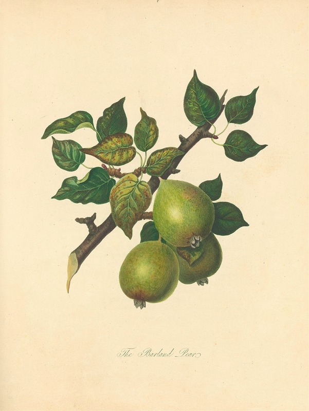 Thomas Andrew Knight - Barland pear