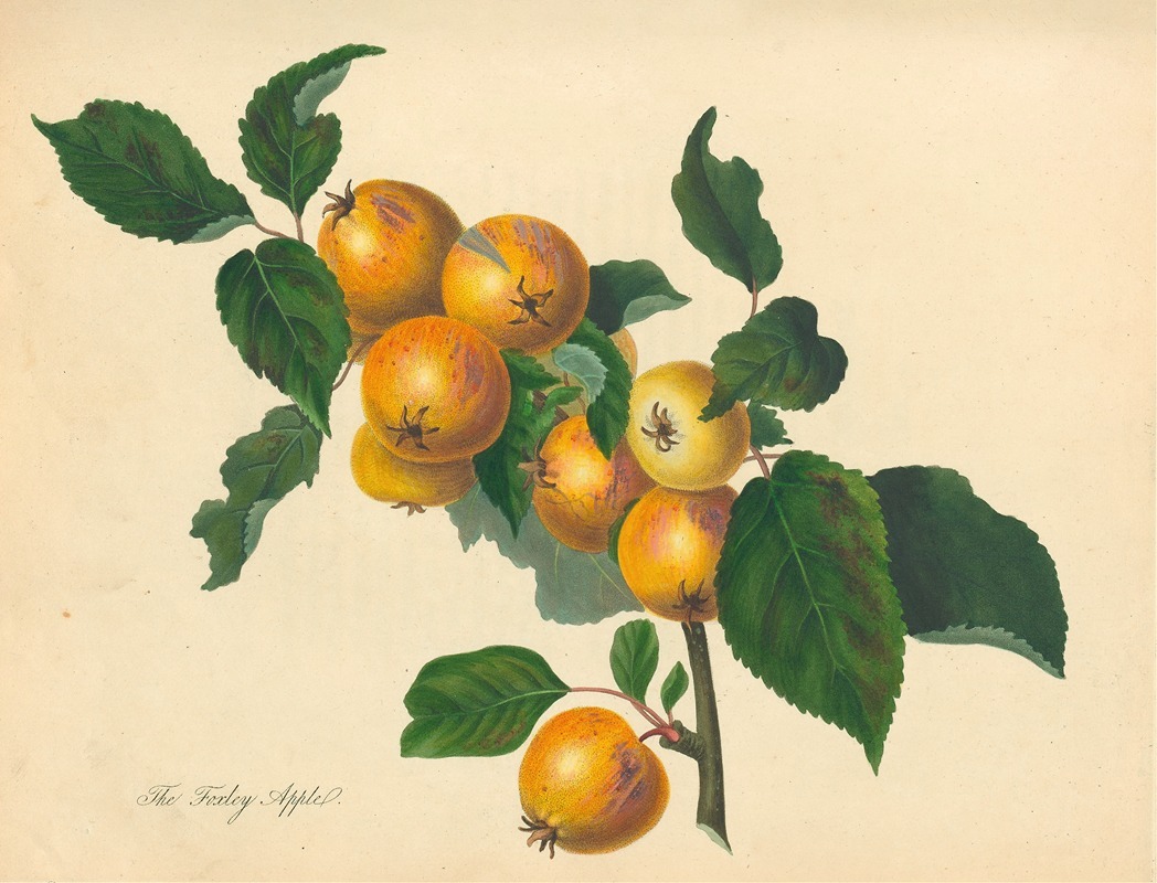 Thomas Andrew Knight - Foxley Apple