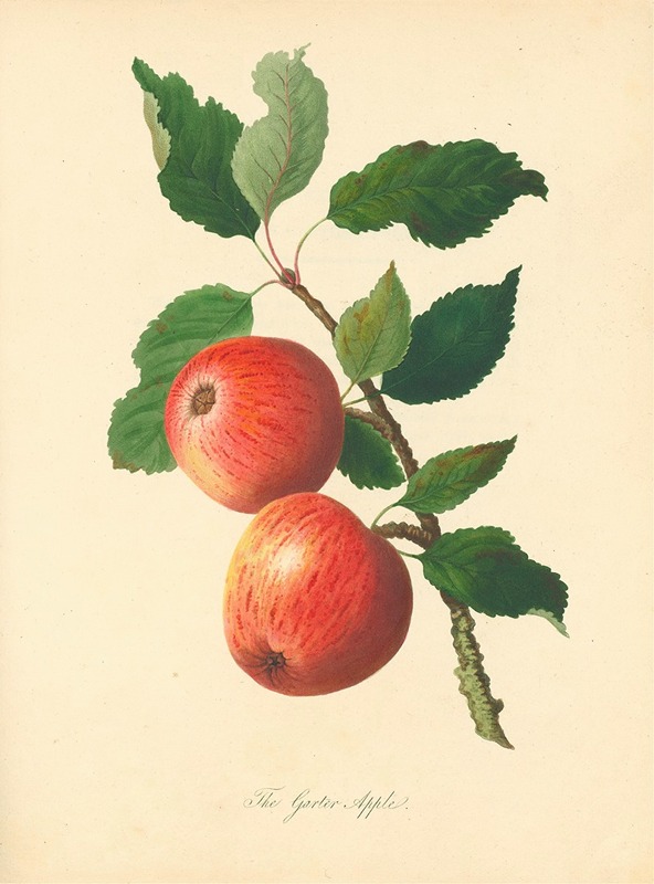 Thomas Andrew Knight - Garter Apple