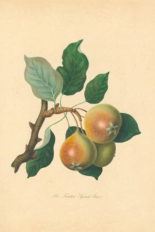 Thomas Andrew Knight - Teinton Squash Pear