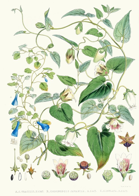 Walter Fitch Hood - A. C. Gracilis, H. f. et T. ; B. Codonopsis (Campanumcea) Javanica, H.f. et T. C. C. Inflata, H.f. & T.