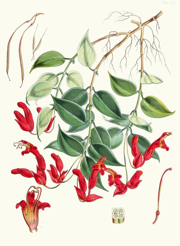 Walter Fitch Hood - Aeschynanthus Peelii, H.f. and T.