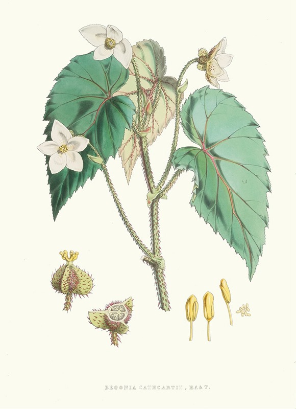 Walter Fitch Hood - Begonia Cathcartii, H. f. et T.