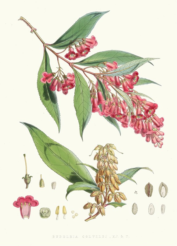 Walter Fitch Hood - Buddleia Colvilei, H.f. and T.
