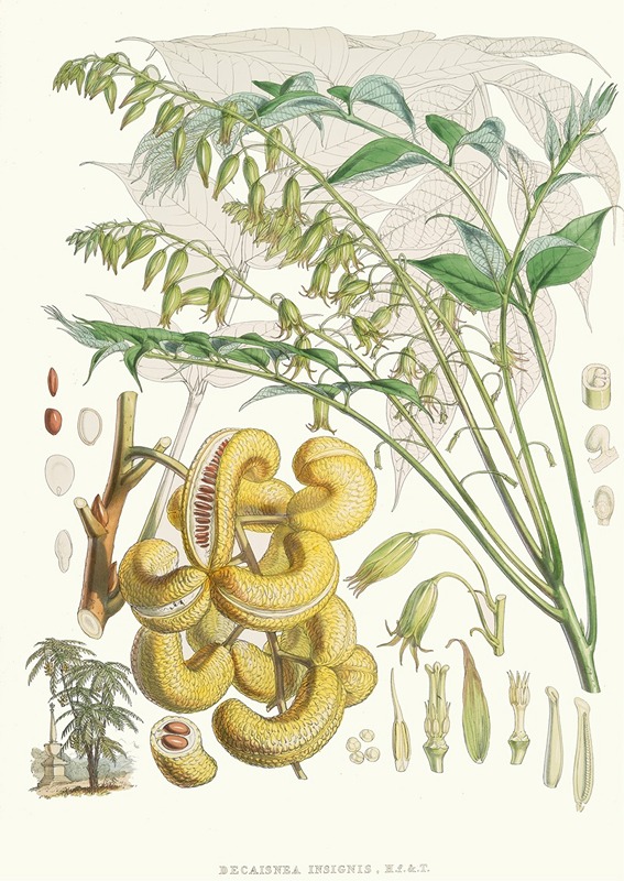 Walter Fitch Hood - Decaisnea Insignis, H.f. et T.