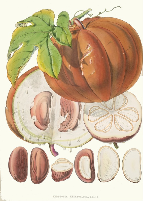 Walter Hood Fitch - Hodgsonia Heteroclita, H. f. et T. (Fruit)