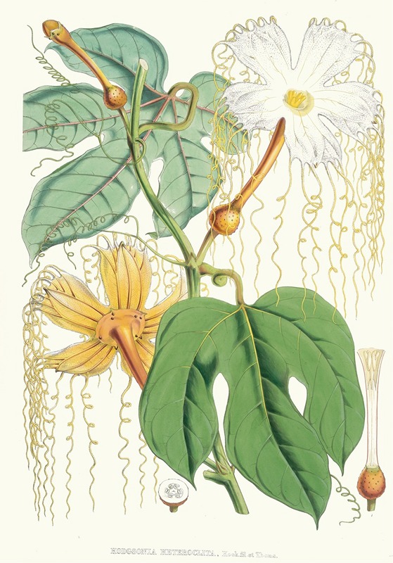 Walter Fitch Hood - Hodgsonia Heteroclita, Hook. fil. et Thoms. (Female plant).