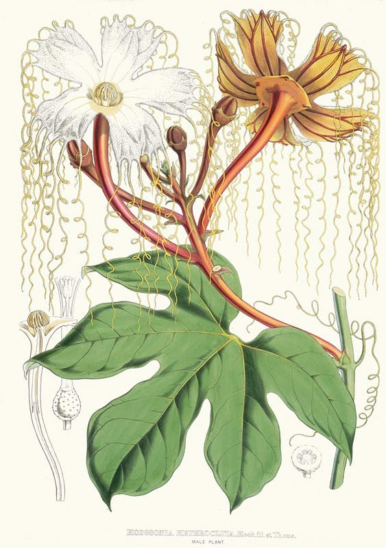 Walter Fitch Hood - Hodgsonia Heteroclita, Hook. fil. et Thoms. (Male plant)