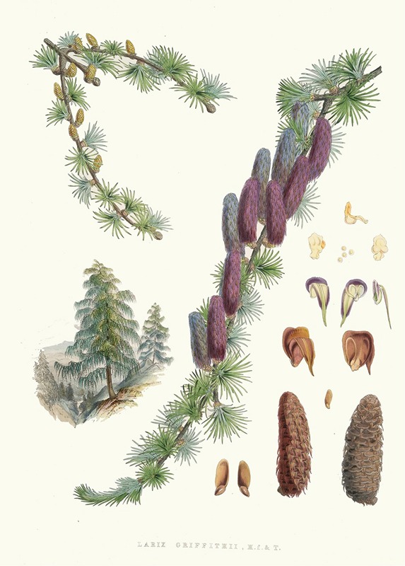 Walter Fitch Hood - Larix Griffithii, H.f. and T.
