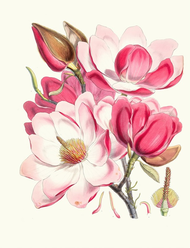 Walter Fitch Hood - Magnolia Campbellii, H.f. et T. (Flowering plant)