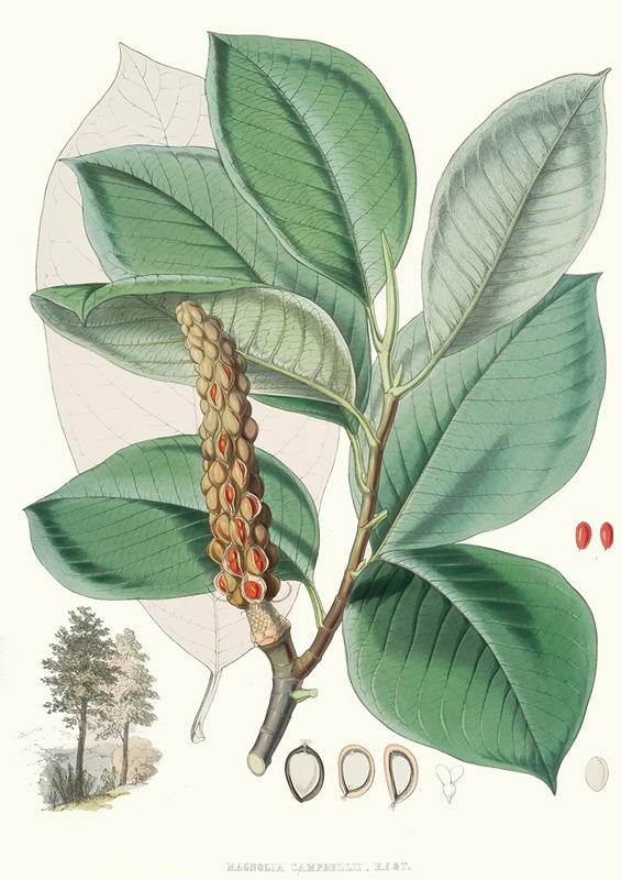 Walter Hood Fitch - Magnolia Campbellii, H.f. et T. (Fruiting plant in foliage)