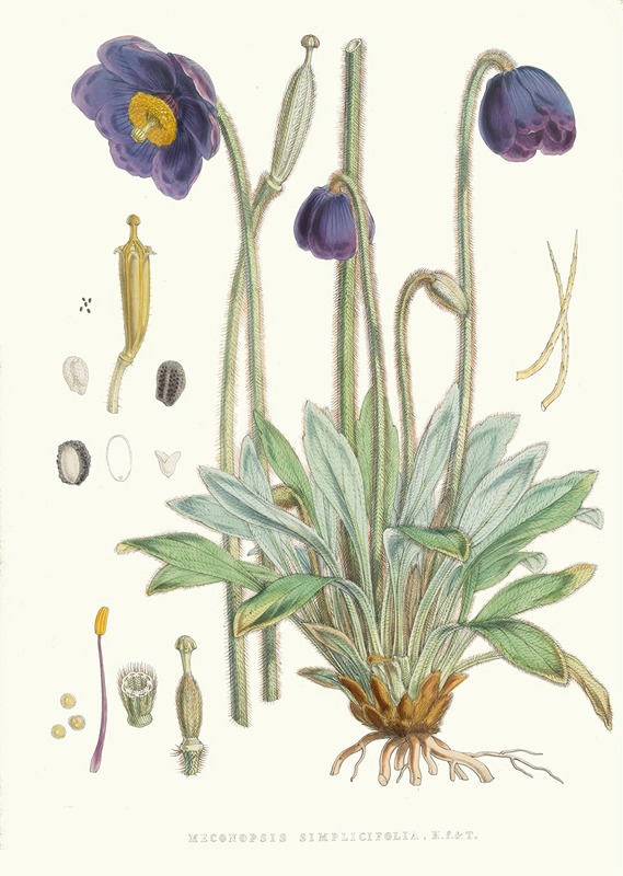 Walter Fitch Hood - Meconopsis Simplicifolia, H. f. et T.