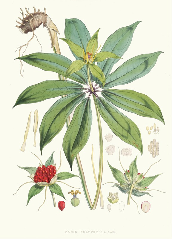 Walter Hood Fitch - Paris Polyphylla, Smit.