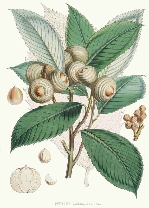 Walter Fitch Hood - Quercus Lamellosa, Ham.