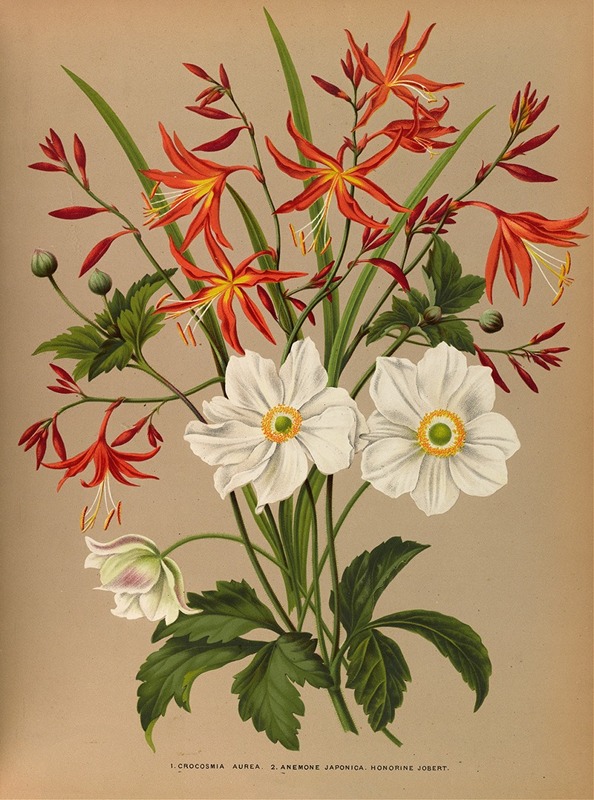 Arentina Hendrica Arendsen - 1.Crocosmia Aurea. 2.Anemone Japonica. Honorine Jobert.