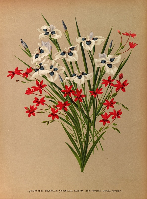 Arentina Hendrica Arendsen - Anomatheca Cruenta . 2 Vieusseuxia Pavonia (Iris Pavonia -Morea Pavonia)