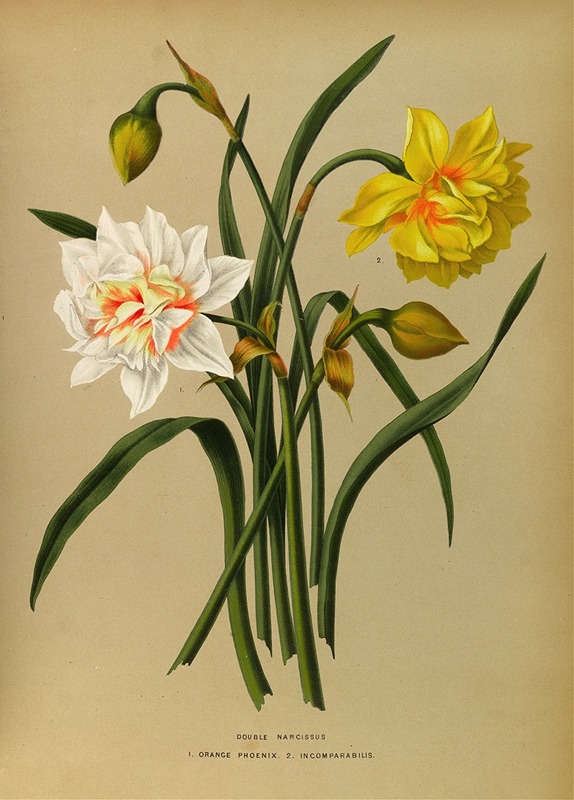 Arentina Hendrica Arendsen - Double Narcissus 1.Orange Phoenix. 2. Incomparabilis