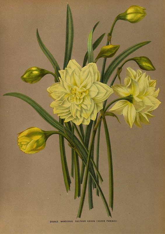 Arentina Hendrica Arendsen - Double Narcissus Sulphur Kroon (Silver Phoenix