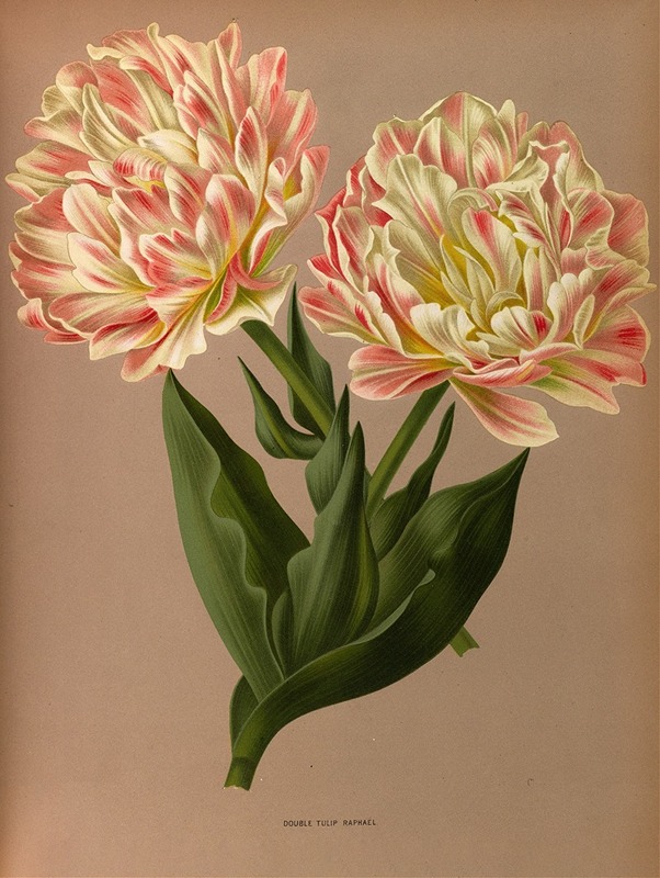Arentina Hendrica Arendsen - Double Tulip Raphael.