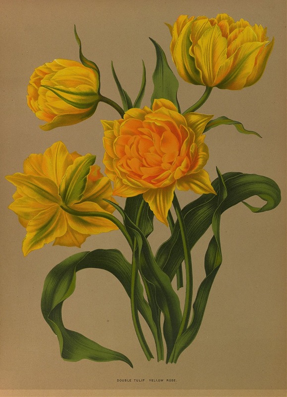 Arentina Hendrica Arendsen - Double Tulip Yellow Rosé