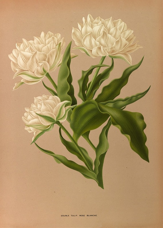 Arentina Hendrica Arendsen - Double Tulip. Rosé Blanche.